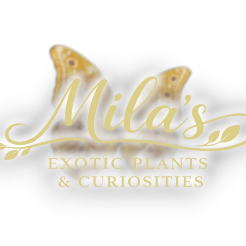 May include: A logo featuring a butterfly design with the name "Mila's" in elegant script. Below the name, the text reads "EXOTIC PLANTS & CURIOSITIES" in a serif font. The logo is in shades of gold and brown.