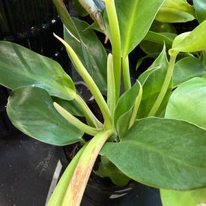 May include: A potted philodendron plant featuring multiple broad, smooth, light to medium green leaves with prominent central veins. Several pale green, pointed, unopened leaf sheaths extend upward from the central stem of the plant.