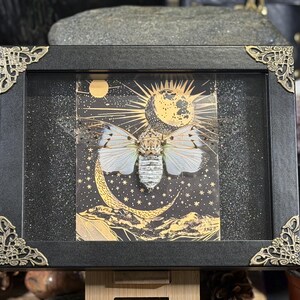 May include: A framed insect display featuring a cicada with white and tan wings, set against a celestial background of a moon, sun, and stars. The black frame has decorative gold corner accents, creating a unique art piece.