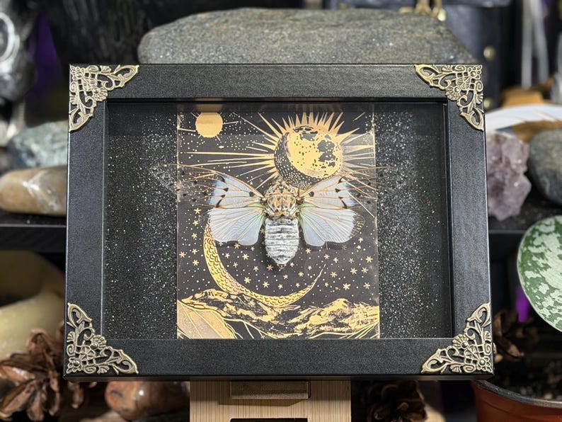 May include: A framed insect display featuring a cicada with white and tan wings, set against a celestial background of a moon, sun, and stars. The black frame has decorative gold corner accents, creating a unique art piece.