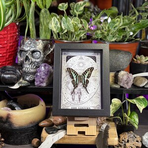 Puede incluir: Una obra de arte enmarcada con una mariposa de alas verdes y negras, sobre un dise&ntilde;o circular detallado. El marco es negro y la obra se exhibe sobre un soporte de madera. Las palabras "THE LOVERS" son visibles.