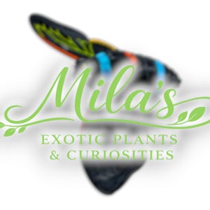May include: Logo for "Mila's Exotic Plants & Curiosities" in light green script. The logo features a stylized butterfly with black, yellow, orange, and blue accents. The text below reads "EXOTIC PLANTS & CURIOSITIES".