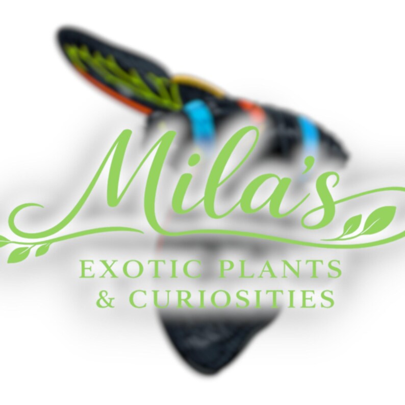 May include: Logo for "Mila's Exotic Plants & Curiosities" in light green script. The logo features a stylized butterfly with black, yellow, orange, and blue accents. The text below reads "EXOTIC PLANTS & CURIOSITIES".