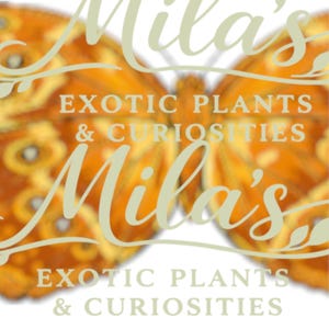 May include: A logo featuring a butterfly design in shades of orange and yellow. The text "Mila's" is written in a cursive font, with "EXOTIC PLANTS & CURIOSITIES" below it.