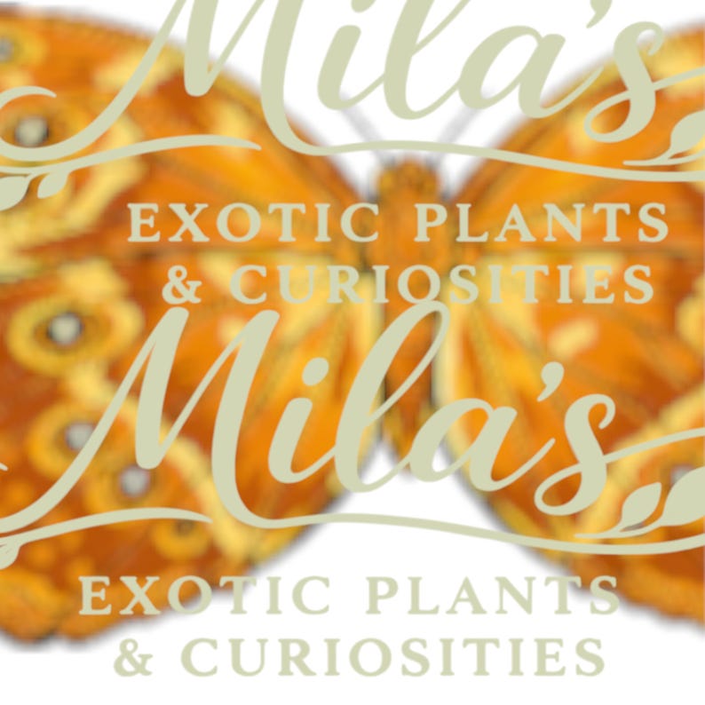 May include: A logo featuring a butterfly design in shades of orange and yellow. The text "Mila's" is written in a cursive font, with "EXOTIC PLANTS & CURIOSITIES" below it.