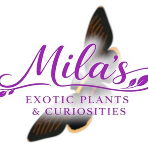 Pode incluir: Um logotipo para "Mila's Exotic Plants & Curiosities" apresenta uma borboleta estilizada com asas roxas e pretas. O nome do neg&oacute;cio est&aacute; em uma elegante escrita roxa, com o slogan em uma fonte menor, sem serifa.