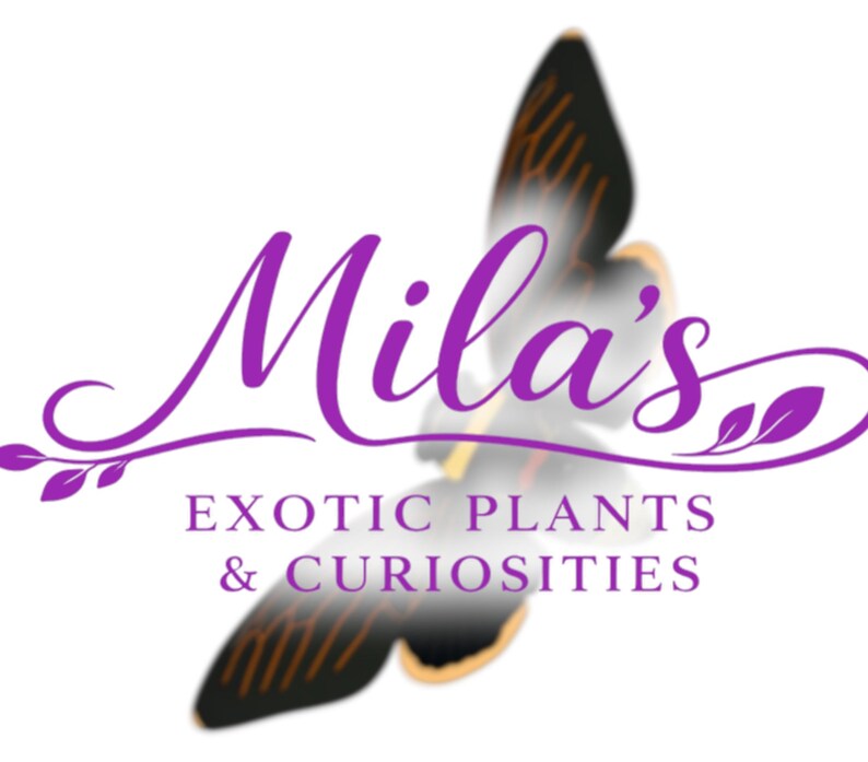 Pode incluir: Um logotipo para "Mila's Exotic Plants & Curiosities" apresenta uma borboleta estilizada com asas roxas e pretas. O nome do neg&oacute;cio est&aacute; em uma elegante escrita roxa, com o slogan em uma fonte menor, sem serifa.