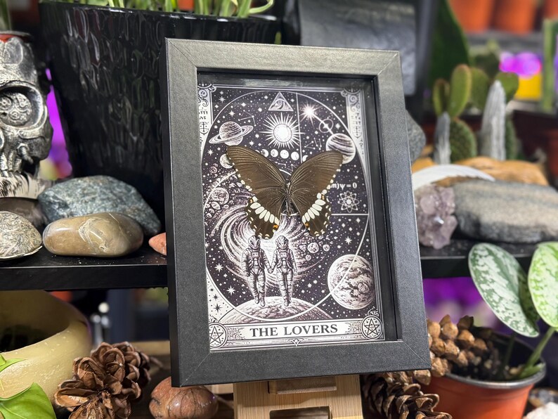 Puede incluir: Una obra de arte enmarcada con una mariposa preservada con alas de color marr&oacute;n oscuro y marcas blancas. La obra de arte est&aacute; ambientada sobre una ilustraci&oacute;n en blanco y negro de cuerpos celestes y figuras, con el texto "THE LOVERS" en la parte inferior. El marco es negro.