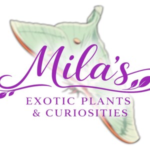 May include: A logo for "Mila's Exotic Plants & Curiosities" features a stylized green moth with purple text. The text includes the name "Mila's" in cursive and the business description below.