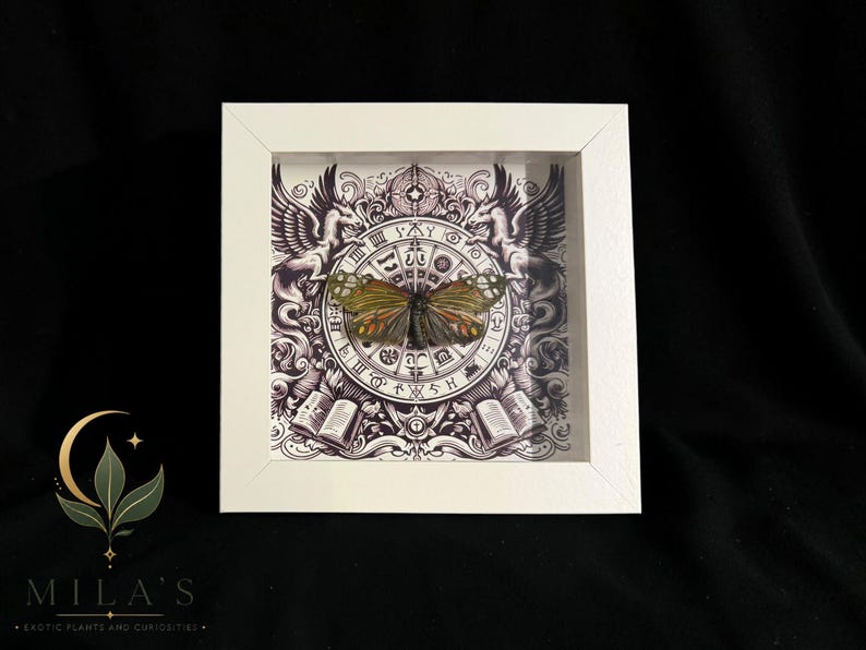 May include: A square white shadow box frame containing a preserved butterfly with green and orange wings. The background features a detailed black and white illustration of a circular zodiac-style chart, two winged creatures, and open books.