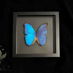 Puede incluir: Un esp&eacute;cimen de mariposa Morpho azul vibrante exhibido dentro de un marco cuadrado negro. La mariposa presenta alas iridiscentes con bordes oscuros, centradas sobre un fondo oscuro. El texto MILA'S EXOTIC PLANTS AND CURIOSITIES es visible.