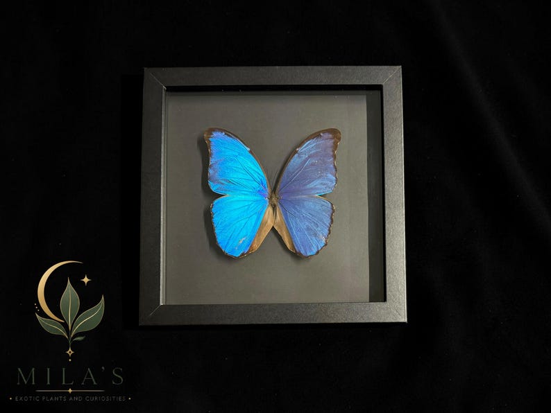 Puede incluir: Un esp&eacute;cimen de mariposa Morpho azul vibrante exhibido dentro de un marco cuadrado negro. La mariposa presenta alas iridiscentes con bordes oscuros, centradas sobre un fondo oscuro. El texto MILA'S EXOTIC PLANTS AND CURIOSITIES es visible.