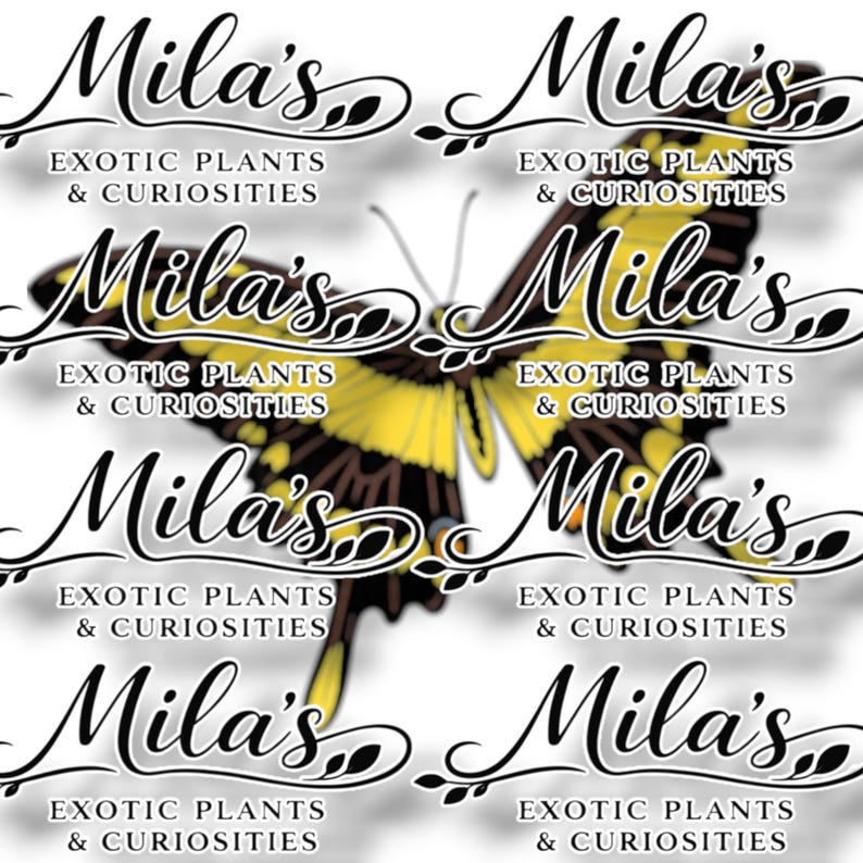 Kunglig gul svalstjärt PNG-paket 1 av 2 | 22 Papilio thoas 300 DPI fjärils clipartfiler bild 16