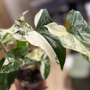 May include: A Syngonium podophyllum plant featuring variegated arrow-shaped leaves with a mix of deep green, light green, and creamy white patches. The plant is supported by a thin wooden stake and is potted in a dark container with soil.
