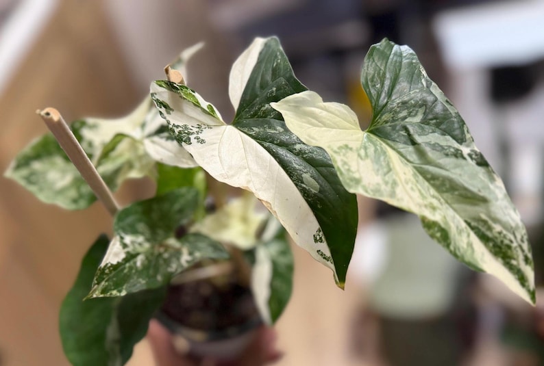 May include: A Syngonium podophyllum plant featuring variegated arrow-shaped leaves with a mix of deep green, light green, and creamy white patches. The plant is supported by a thin wooden stake and is potted in a dark container with soil.