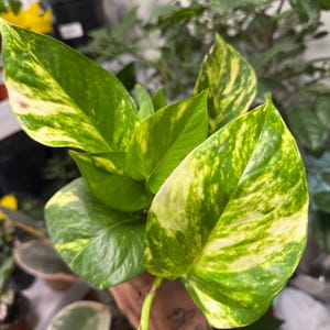 K&ouml;nnte beinhalten: Eine Pothos-Pflanze mit herzf&ouml;rmigen Bl&auml;ttern, die ein panaschiertes Muster aus hellem Lindgr&uuml;n, tiefem Waldgr&uuml;n und cremefarbenen gelben Spritzern aufweisen. Das Laub ist gl&auml;nzend und glatt, wobei jedes Blatt eine einzigartige Farbverteilung zeigt.