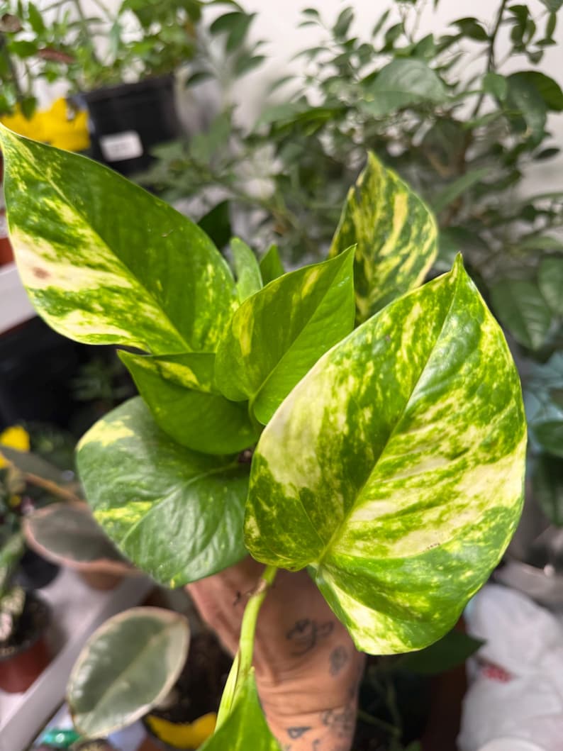K&ouml;nnte beinhalten: Eine Pothos-Pflanze mit herzf&ouml;rmigen Bl&auml;ttern, die ein panaschiertes Muster aus hellem Lindgr&uuml;n, tiefem Waldgr&uuml;n und cremefarbenen gelben Spritzern aufweisen. Das Laub ist gl&auml;nzend und glatt, wobei jedes Blatt eine einzigartige Farbverteilung zeigt.
