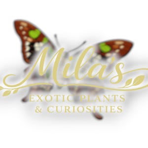 May include: Logo for "Mila's Exotic Plants & Curiosities" featuring a butterfly with brown, green, and white wings. The business name is in a gold script font, with the tagline in a sans-serif font.