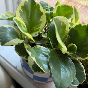 Pode incluir: Uma planta Peperomia obtusifolia variegada com folhas grossas, brilhantes e suculentas, apresentando centros verde-escuros e margens branco-creme, num vaso redondo com um padr&atilde;o de xadrez azul e branco.