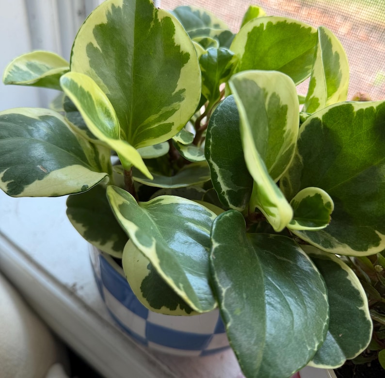 Pode incluir: Uma planta Peperomia obtusifolia variegada com folhas grossas, brilhantes e suculentas, apresentando centros verde-escuros e margens branco-creme, num vaso redondo com um padr&atilde;o de xadrez azul e branco.