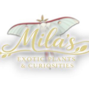 May include: Logo for Mila's Exotic Plants & Curiosities. The logo features a stylized moth with pale green wings and red accents, set against a white background. The name "Mila's" is written in elegant gold script, with the tagline "EXOTIC PLANTS & CURIOSITIES" below.