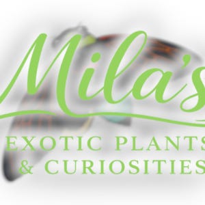 May include: Logo for "Mila's Exotic Plants & Curiosities" in a bright green script font. The logo is set against a blurred background with a butterfly-like shape. The text below reads "EXOTIC PLANTS & CURIOSITIES."