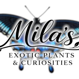 May include: The Mila's logo displays a butterfly with blue and black wings, and the text "Mila's Exotic Plants & Curiosities" in elegant script. The design is set against a white background, creating a striking contrast.