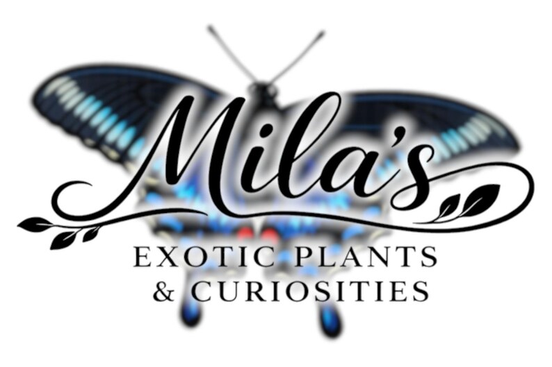 May include: The Mila's logo displays a butterfly with blue and black wings, and the text "Mila's Exotic Plants & Curiosities" in elegant script. The design is set against a white background, creating a striking contrast.