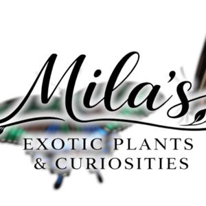 以下が含まれることがあります： Mila'sのロゴは、ぼやけた蝶のデザインの上にエレガントな筆記体のテキストが特徴です。「EXOTIC PLANTS & CURIOSITIES」の文字は、名前の下にセリフ体で表示されています。ロゴは主に白黒で、色のヒントがあります。