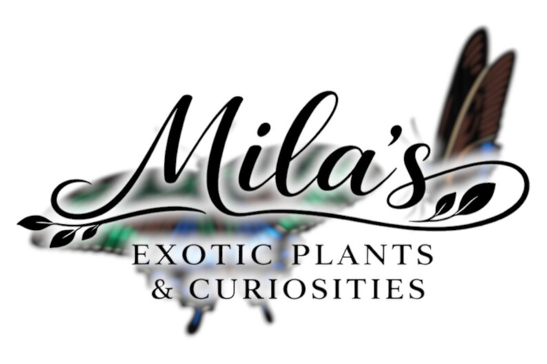 以下が含まれることがあります： Mila'sのロゴは、ぼやけた蝶のデザインの上にエレガントな筆記体のテキストが特徴です。「EXOTIC PLANTS & CURIOSITIES」の文字は、名前の下にセリフ体で表示されています。ロゴは主に白黒で、色のヒントがあります。