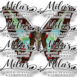 Pode incluir: Um design de borboleta com o texto "Mila's Exotic Plants & Curiosities" repetido v&aacute;rias vezes. A borboleta tem asas castanhas, verdes e azuis. O texto est&aacute; em uma escrita decorativa.