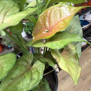 May include: A Syngonium plant in a dark pot with arrow-shaped leaves featuring a gradient of light green, lime, and soft pink hues. The foliage displays prominent veins and a smooth texture, with some leaves showing darker green edges and stems.