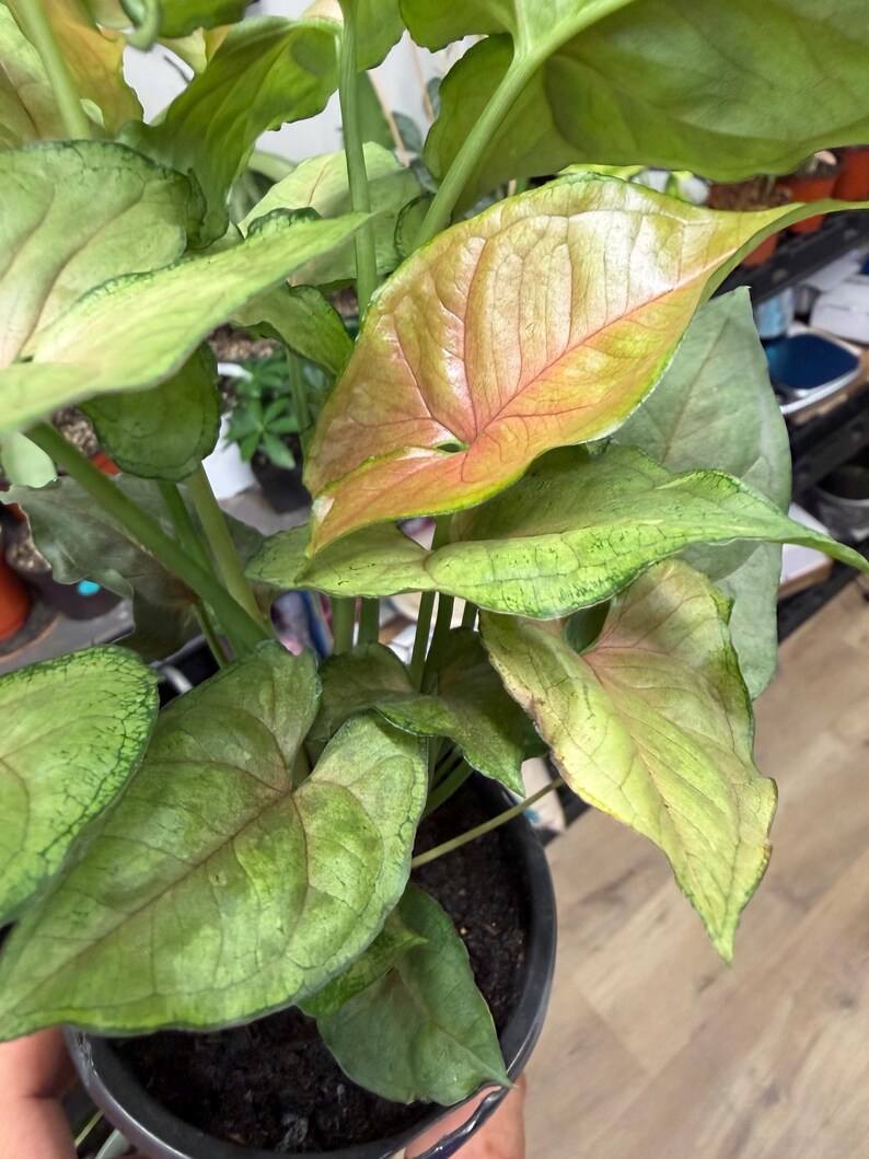 May include: A Syngonium plant in a dark pot with arrow-shaped leaves featuring a gradient of light green, lime, and soft pink hues. The foliage displays prominent veins and a smooth texture, with some leaves showing darker green edges and stems.