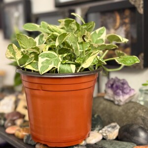 Pearls and Jade Pothos Live Plant, Green and White Variegated Trailing Houseplant image 2