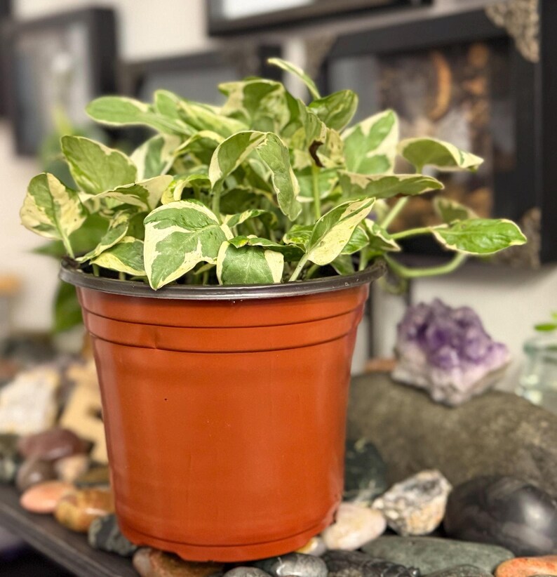 Pearls and Jade Pothos Live Plant, Green and White Variegated Trailing Houseplant image 2