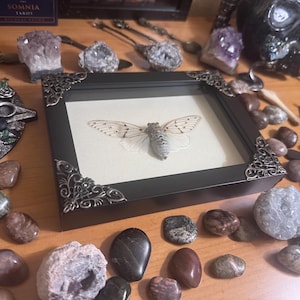 Framed White Ghost Cicada, Real Ayuthia spectabile Specimen, White Edition bild 2