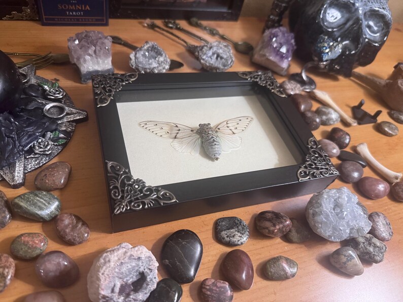 Framed White Ghost Cicada, Real Ayuthia spectabile Specimen, White Edition bild 2