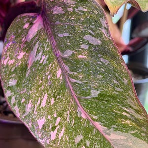 May include: A heart-shaped plant leaf featuring a variegated pattern of deep green, light green, and soft pink splashes. The leaf has a prominent central vein in a vibrant pink hue, with a smooth texture and a pointed tip extending from the stem.