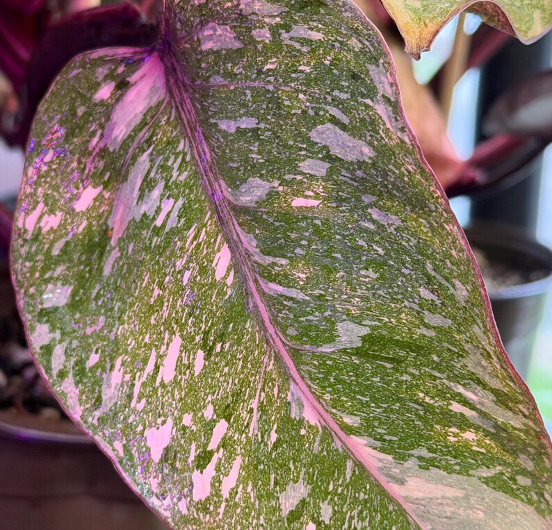 May include: A heart-shaped plant leaf featuring a variegated pattern of deep green, light green, and soft pink splashes. The leaf has a prominent central vein in a vibrant pink hue, with a smooth texture and a pointed tip extending from the stem.