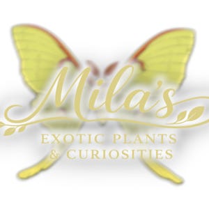 May include: A logo featuring a yellow butterfly with red accents, and the text "Mila's" in a cursive font. Below, the text reads "EXOTIC PLANTS & CURIOSITIES" in a serif font, all in a gold color against a white background.