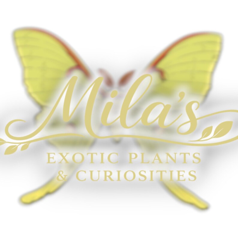 May include: A logo featuring a yellow butterfly with red accents, and the text "Mila's" in a cursive font. Below, the text reads "EXOTIC PLANTS & CURIOSITIES" in a serif font, all in a gold color against a white background.