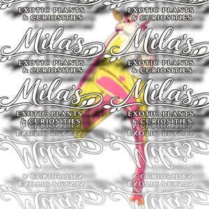 May include: An image featuring a moth with yellow, pink, and red wings. The image is overlaid with the text "Mila's Exotic Plants & Curiosities" in a stylized font, repeated multiple times across the image.