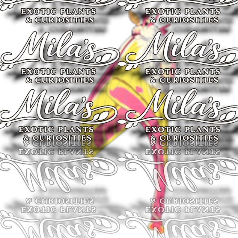 May include: An image featuring a moth with yellow, pink, and red wings. The image is overlaid with the text "Mila's Exotic Plants & Curiosities" in a stylized font, repeated multiple times across the image.