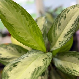 May include: An Aglaonema plant featuring elongated, pointed leaves with a variegated pattern. The foliage displays a mix of creamy white and light green centers, bordered by darker green edges and mottled patches throughout the leaf surface.