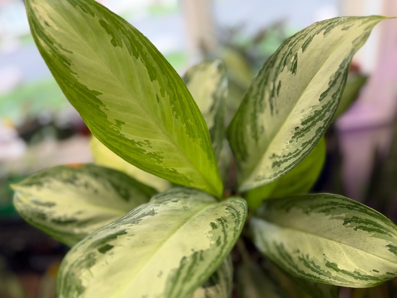 May include: An Aglaonema plant featuring elongated, pointed leaves with a variegated pattern. The foliage displays a mix of creamy white and light green centers, bordered by darker green edges and mottled patches throughout the leaf surface.