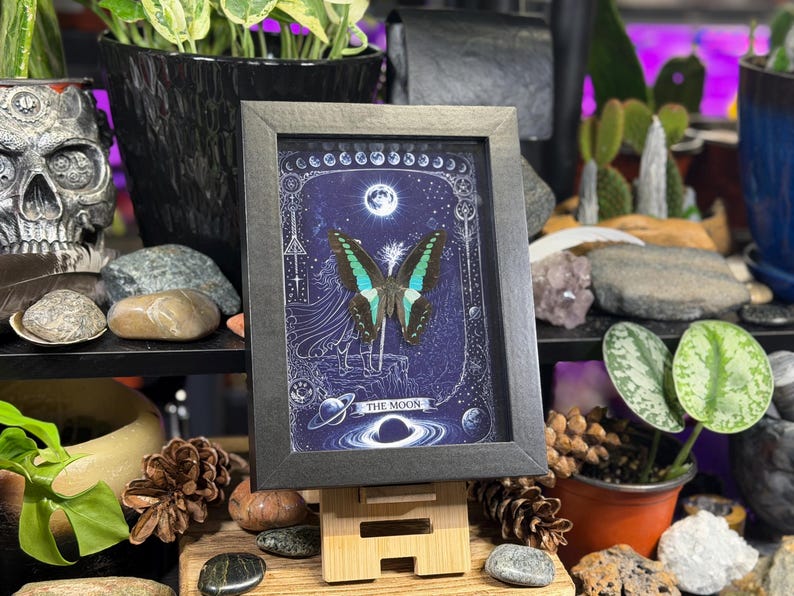 Puede incluir: Una obra de arte enmarcada que presenta una mariposa con alas turquesas y negras sobre un fondo azul oscuro. La obra incluye elementos celestiales como la luna y los planetas, con el texto "THE MOON" en la parte inferior. El marco es negro.
