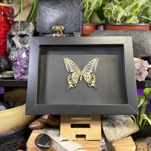 May include: A framed butterfly specimen in a black frame. The butterfly's wings display yellow, black, and white patterns. The frame is propped on a wooden stand, with decorative items visible in the background.