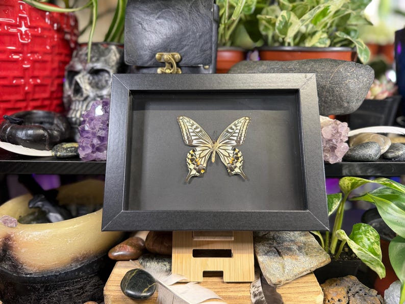 May include: A framed butterfly specimen in a black frame. The butterfly's wings display yellow, black, and white patterns. The frame is propped on a wooden stand, with decorative items visible in the background.