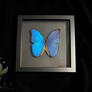 Puede incluir: Una mariposa Morpho preservada con alas de color azul iridiscente exhibida dentro de un marco cuadrado negro. La mariposa est&aacute; centrada sobre un fondo oscuro. En la esquina inferior izquierda, hay un logotipo con una luna creciente y hojas sobre el texto MILA'S EXOTIC PLANTS AND CURIOSITIES.