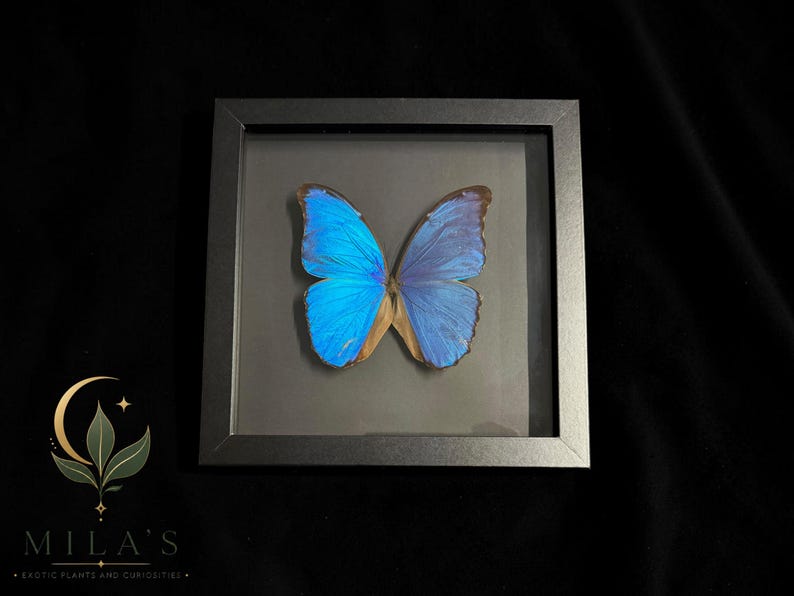 Puede incluir: Una mariposa Morpho preservada con alas de color azul iridiscente exhibida dentro de un marco cuadrado negro. La mariposa est&aacute; centrada sobre un fondo oscuro. En la esquina inferior izquierda, hay un logotipo con una luna creciente y hojas sobre el texto MILA'S EXOTIC PLANTS AND CURIOSITIES.